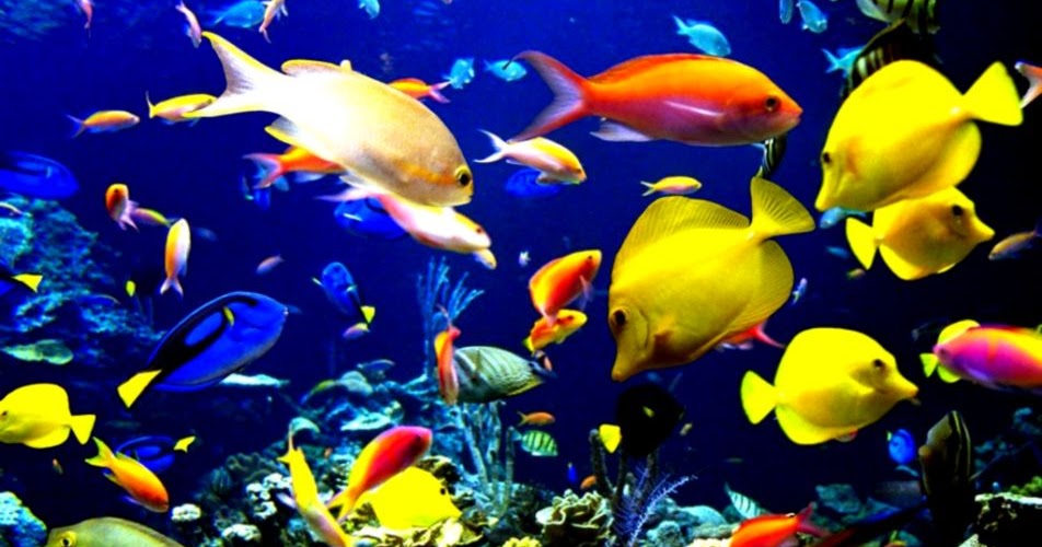 Moving Fish Wallpapers For Desktop | Wallpapers Gallery