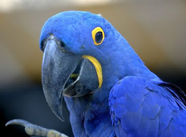 Arara Azul