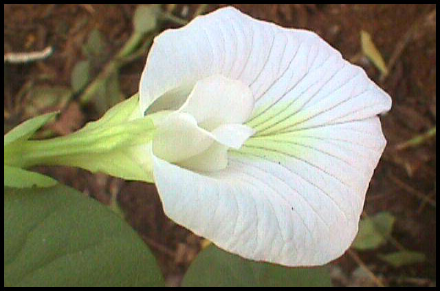 importance of green plants Plants are essential part of life on the earth they play an important role in the lives of animals as well as in humans there are several different ways in which. importance of green plants Plants are essential part of life on the earth they play an important role in the lives of animals as well as in humans there are several different ways in which.