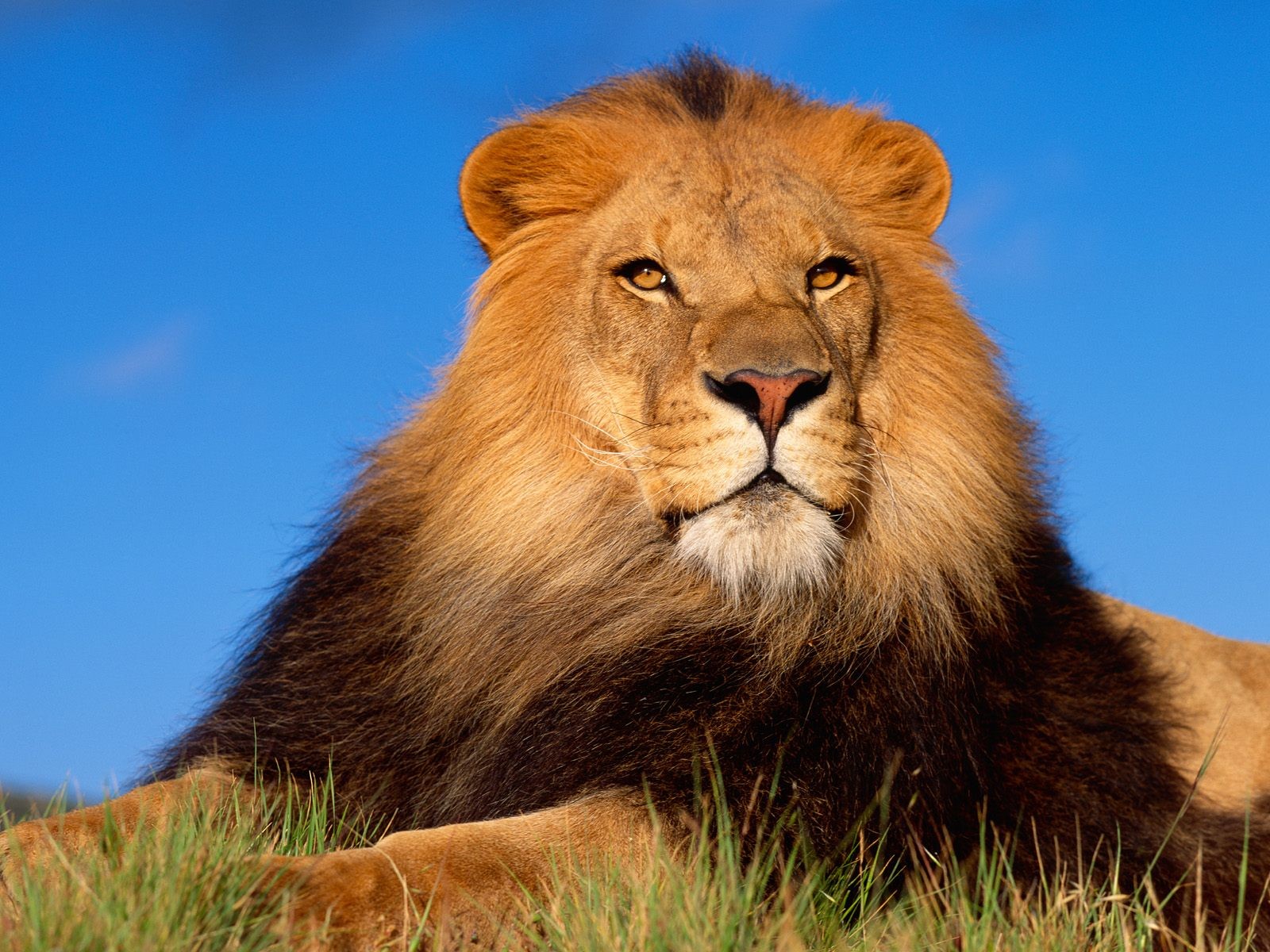 http://3.bp.blogspot.com/-EPdUE6gLhLo/UFbqTcGz9qI/AAAAAAAAFJA/oSGHelCpdQo/s1600/lion+wallpaper+44.jpg