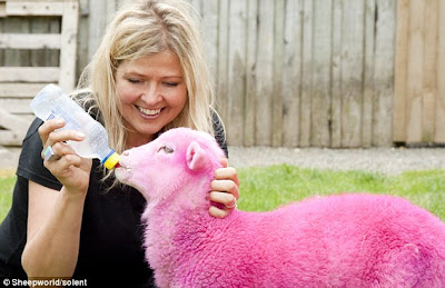 紐西蘭牧場 粉紅色綿羊