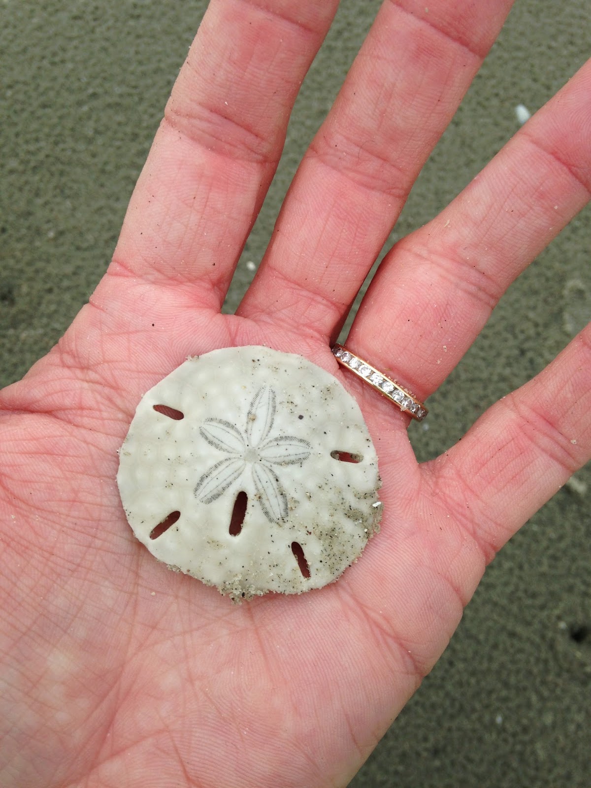 How to Spot a Sand Dollar on the Beach - Kiawah Island Getaways
