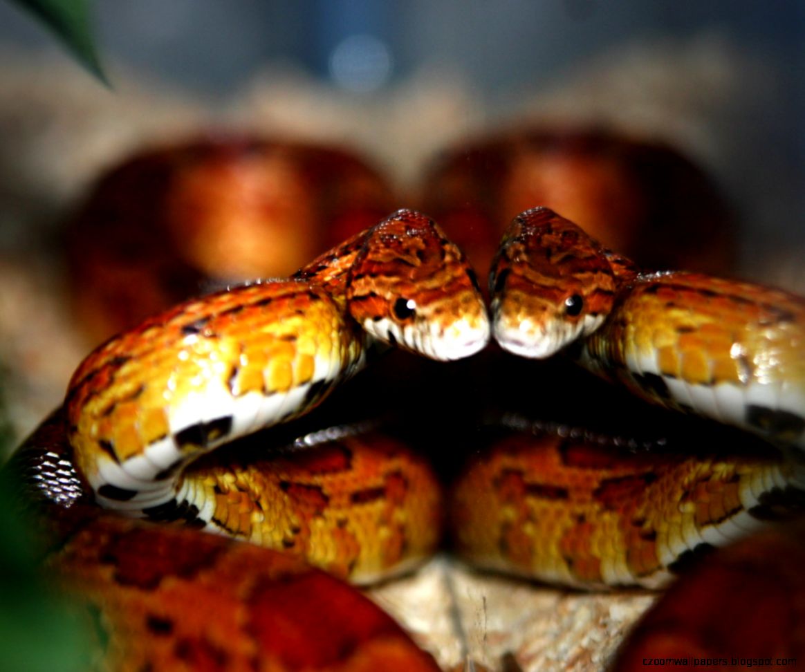 Corn Snake Pictures amp Facts Corn Snake Pictures amp Facts