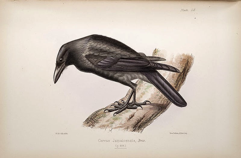 Three black crows bad luck