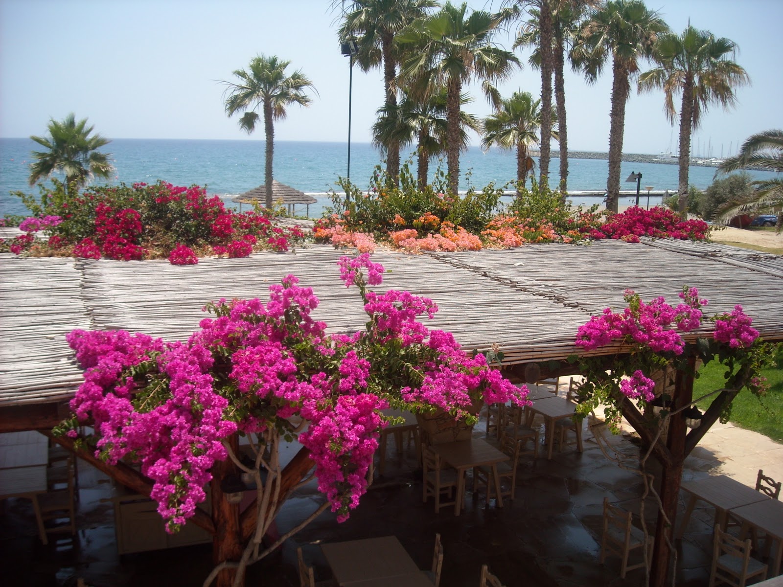 flowers for flower lovers. Flowers sceneries Cyprus.