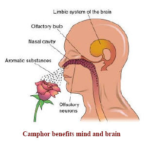 Camphor