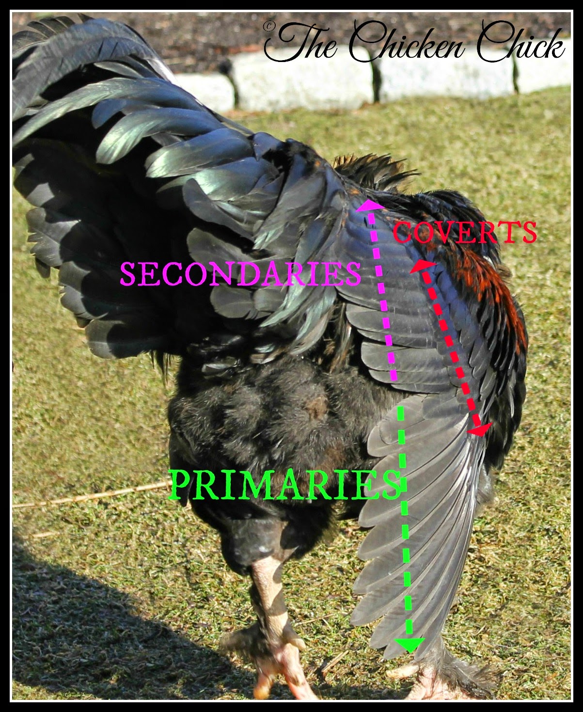 Wing Clipping Whether & How to Clip a Chicken's Wing Feathers The