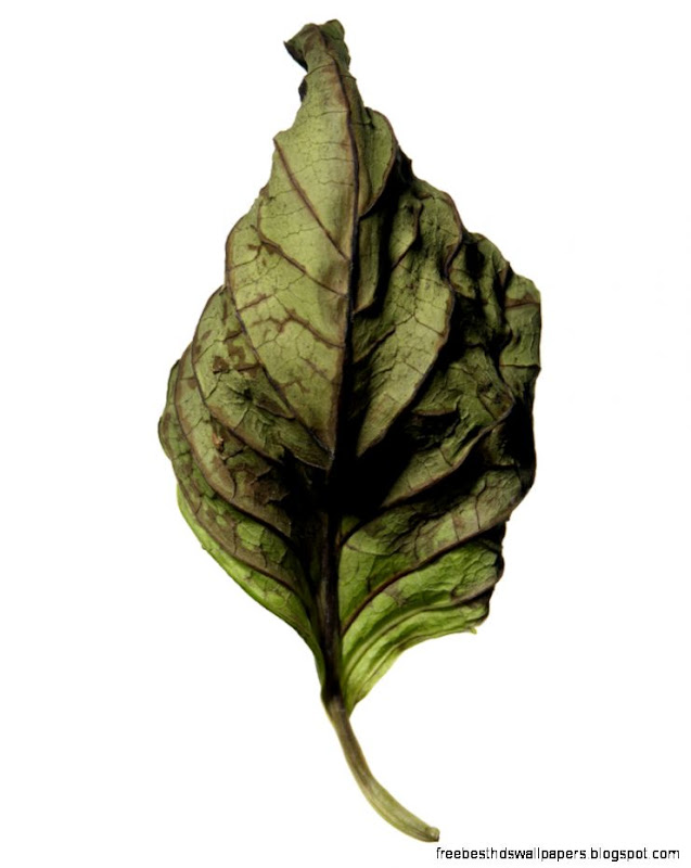 Dead Leaf Rich Begany Photography Dead Leaf Rich Begany Photography