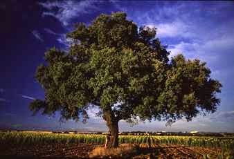 Los árboles en los sueños Soñar con árbol