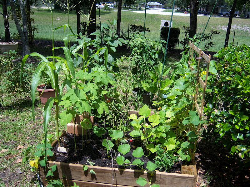 My garden and Aerogardens Raised bed / cantaloupe