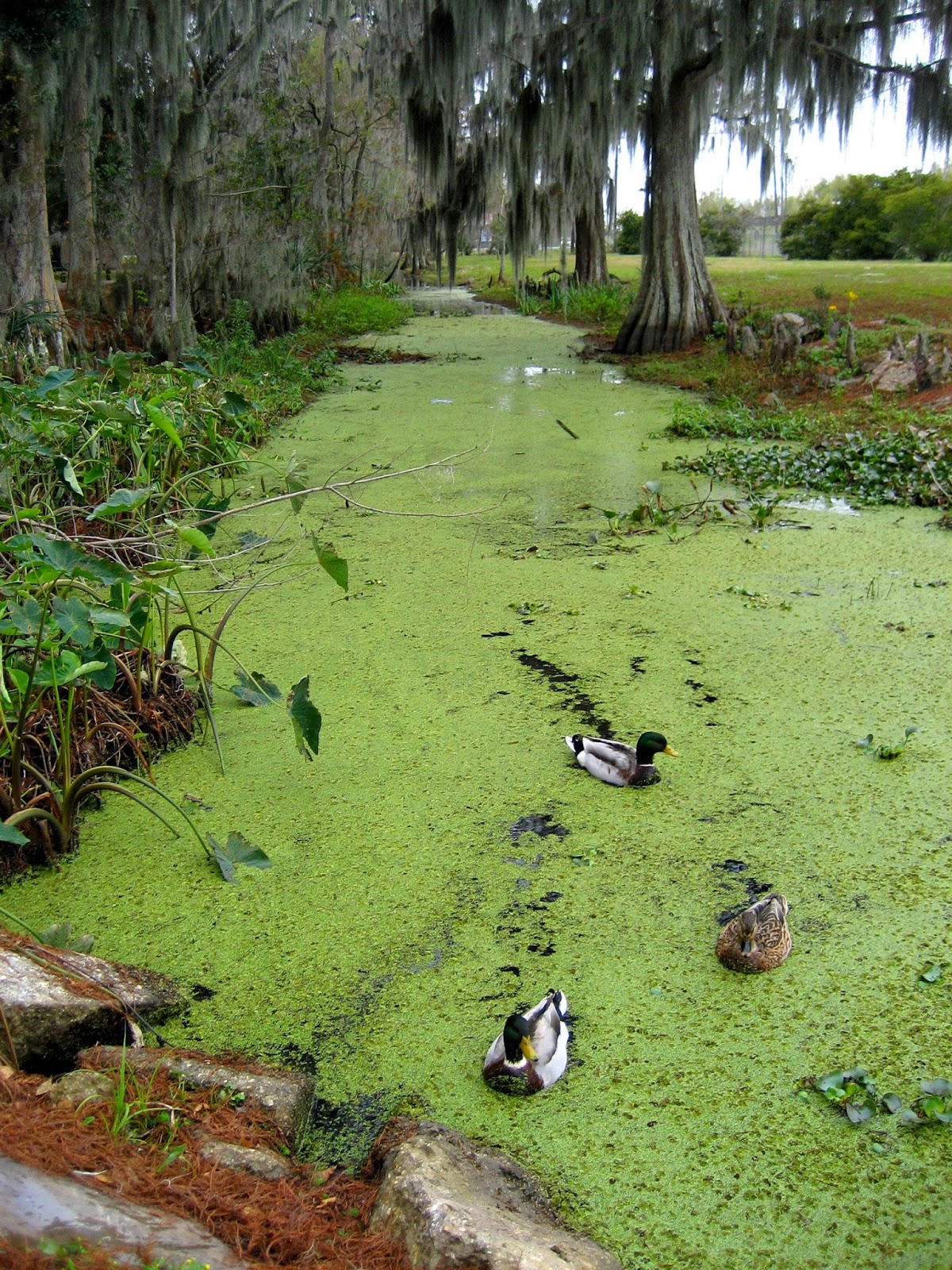 Living Rootless City, Part 1 Lake End Beauty