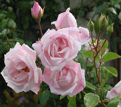 Luv Roses