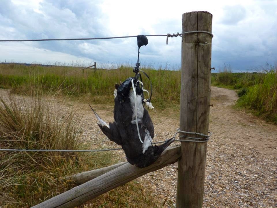 Blue Society Britain, please, no more balloon release events