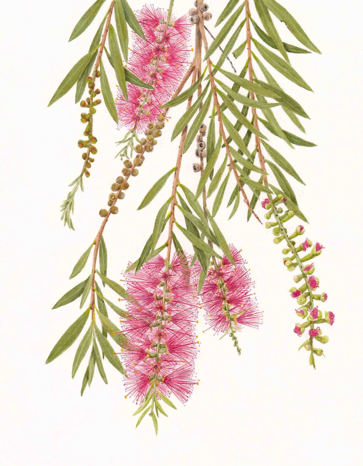 Botanical painting, Botanical art, Australian native flowers