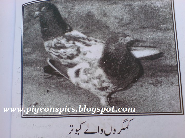 Kamagron Walay Pigeons (kabuter) Pigeons Pics Latest Pigeons