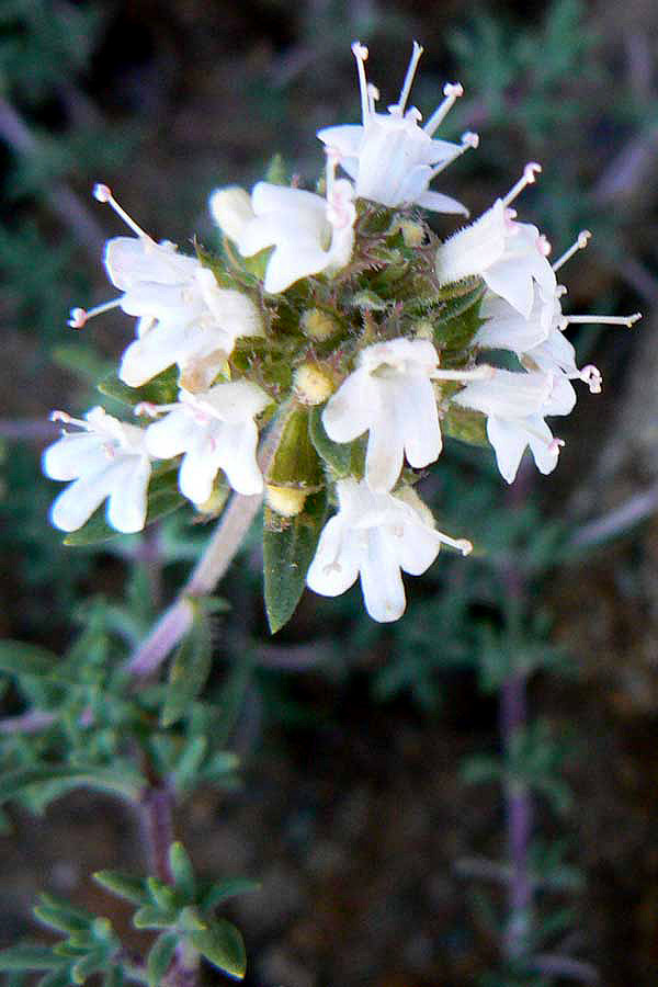 Wildflowers of Andalucia Thymus baeticus