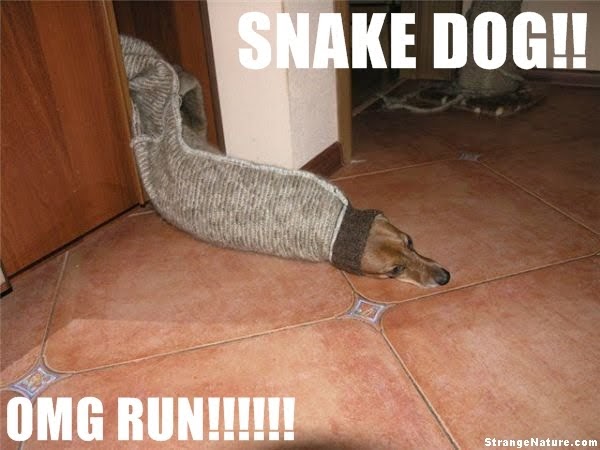 Funny Image Collection: Dog Quotations To Celebrate Any Occasion