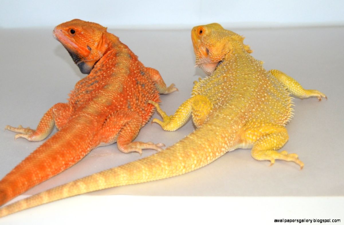 bearded-dragon-decorations-backgrounds.jpg