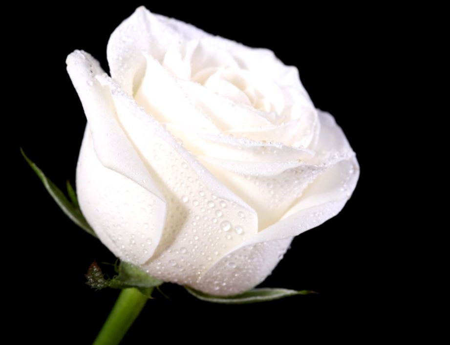 White Rose Wallpapers HD Pictures Flowers One HD Wallpaper White Rose Wallpapers HD Pictures Flowers One HD Wallpaper