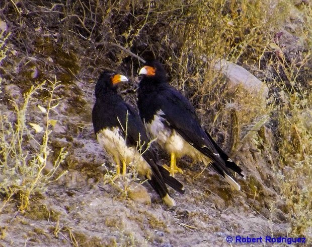 Aves de Arequipa y el Peru by Robert Rodriguez Phalcoboenus megalopterus