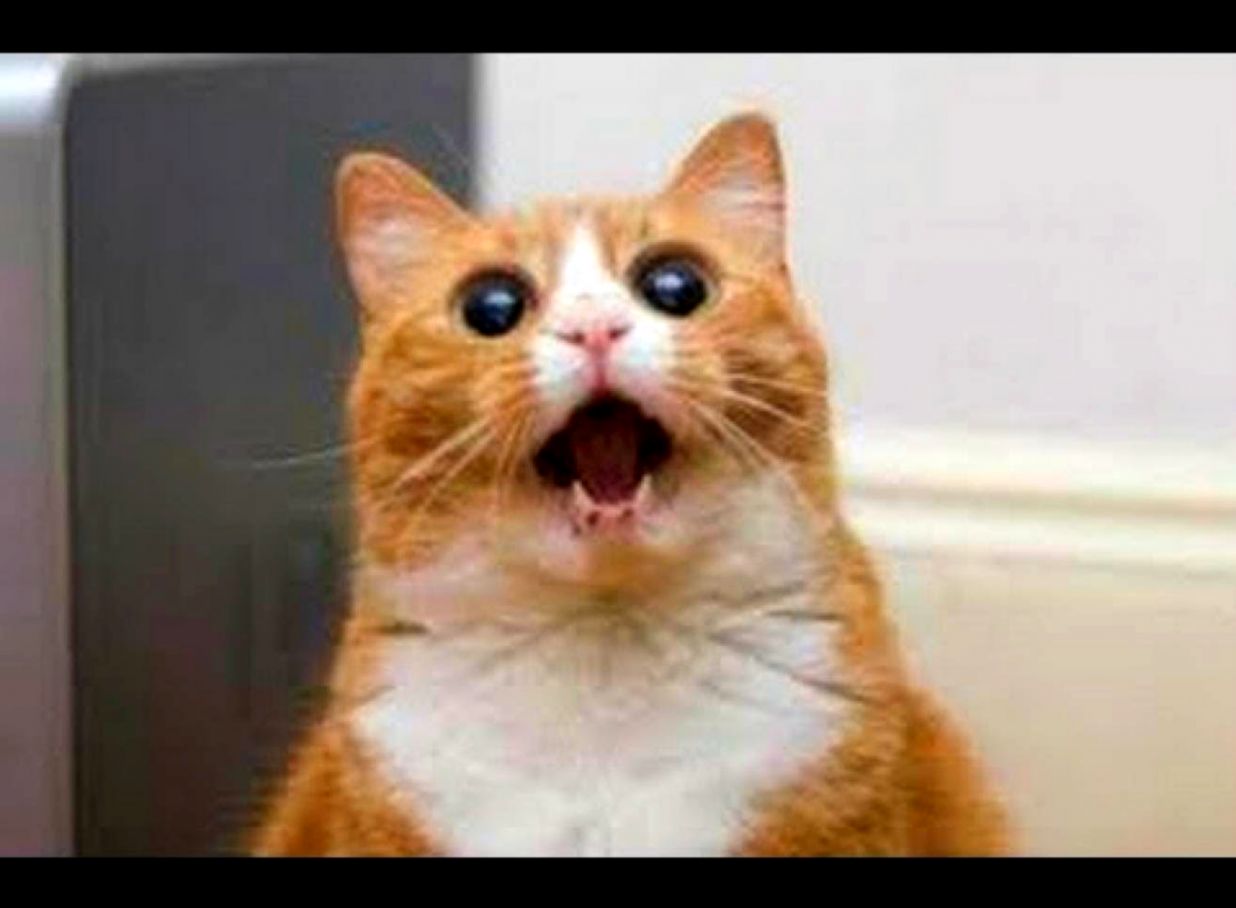 FUNNY CAT VIDEOS PART 4   YouTube FUNNY CAT VIDEOS PART 4   YouTube