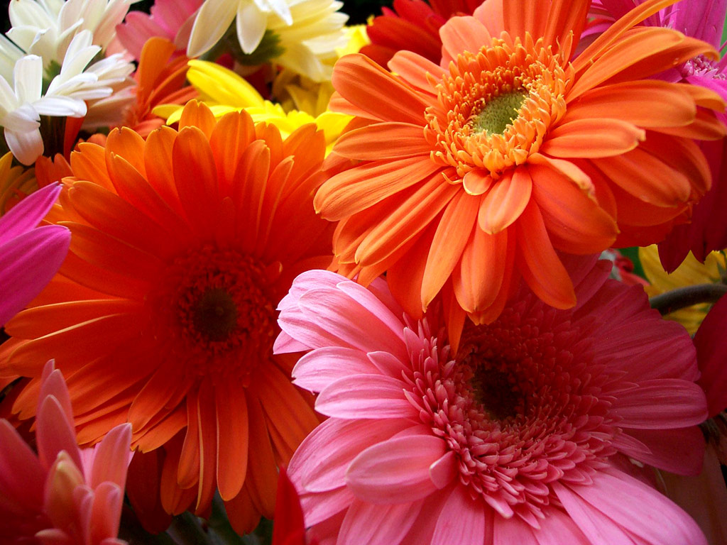 flowers for flower lovers.: Flowers beauty desktop wallpapers.
