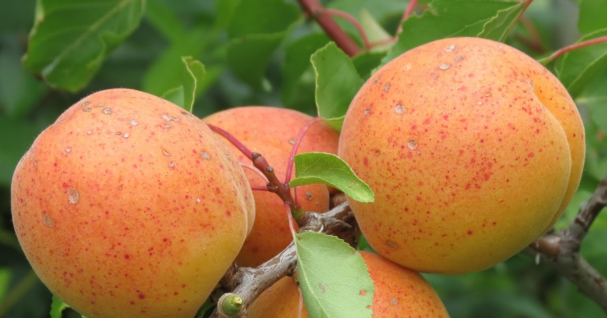 L'orto in pagina Albicocca Bulida