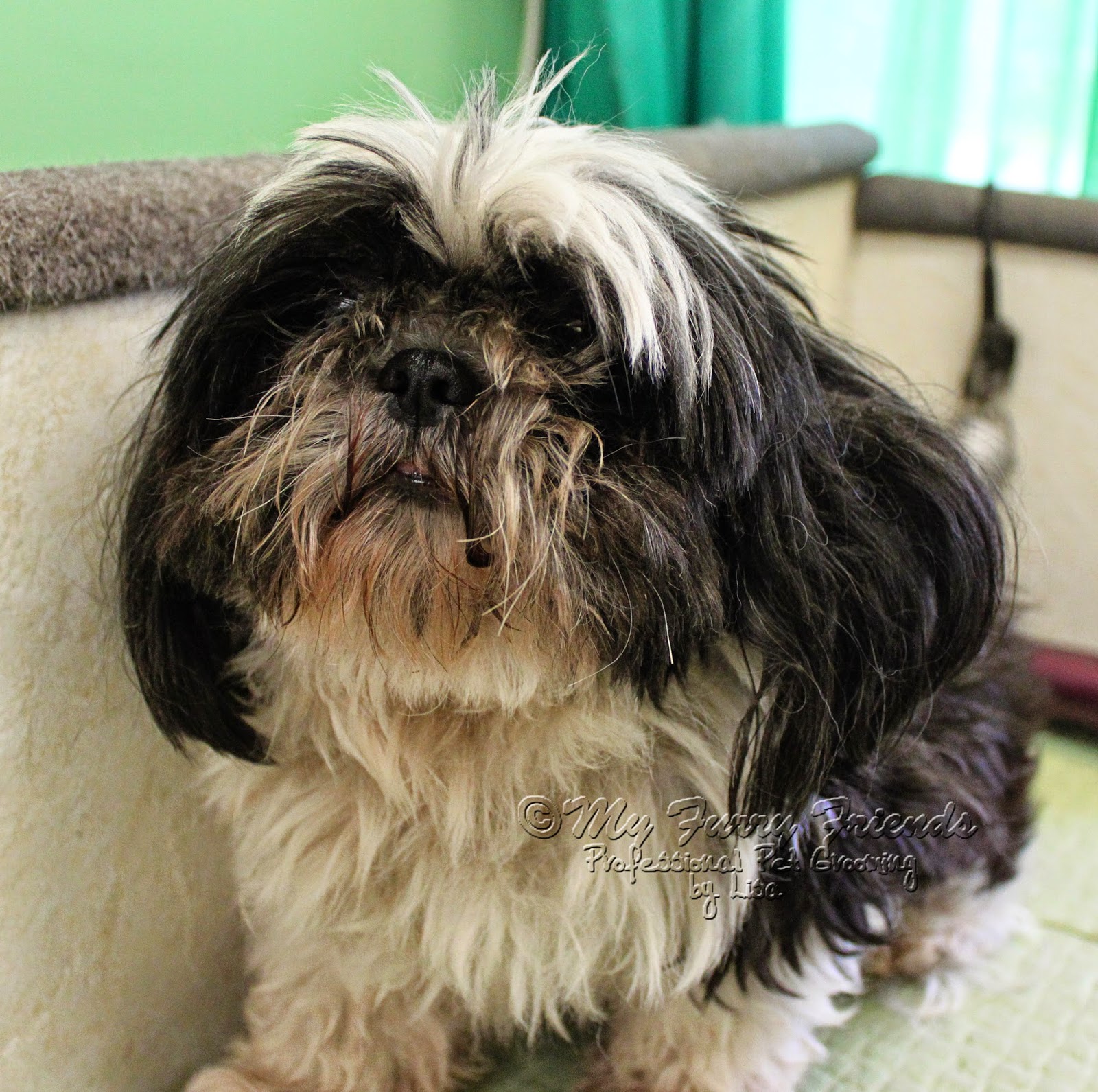 matted shih tzu pet grooming the the bad the two posts matted shih tzu pet grooming the the bad the two posts