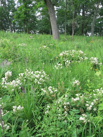 2019 Wildflower Of The Year New Jersey Tea Ceanothus Americanus