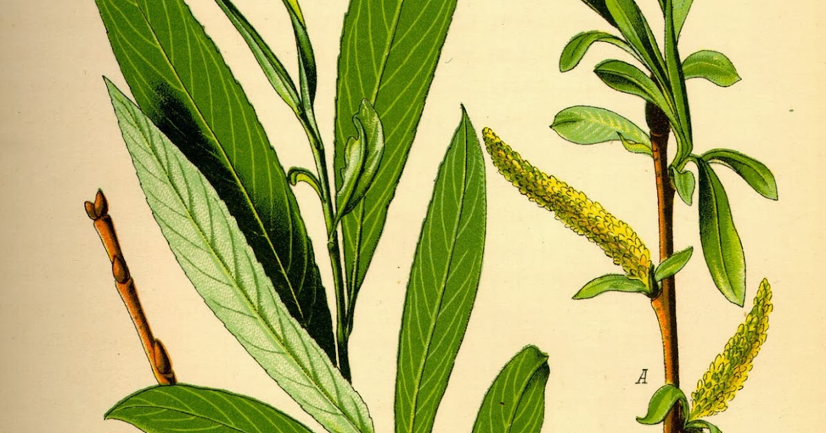 Herbolaria Sauce blanco