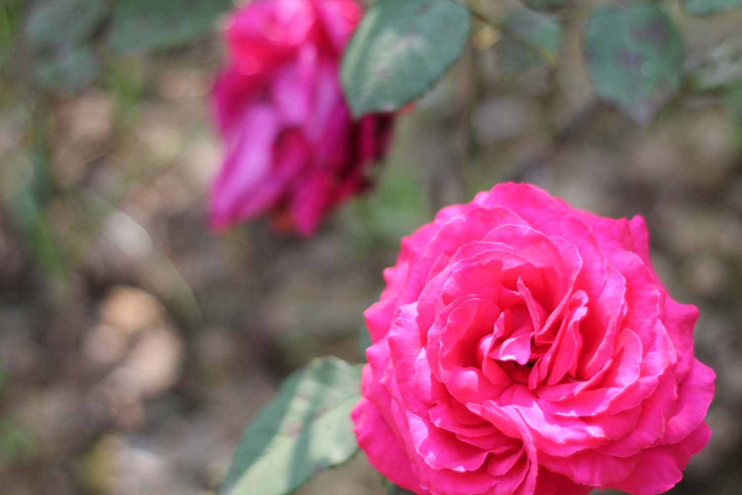 Rose Tinted Illustration ROSE STUDY