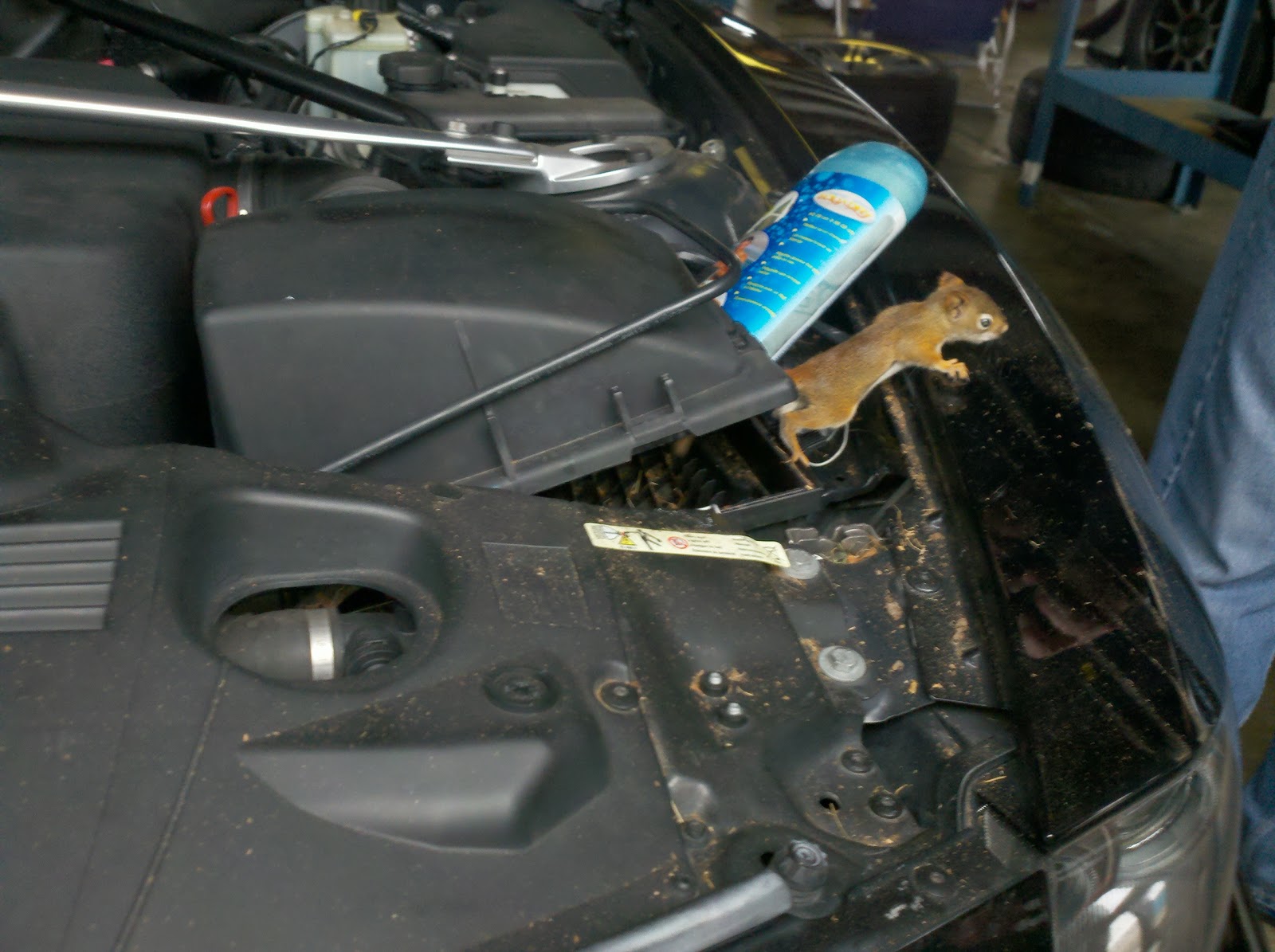 One Hot Lap Six Baby Squirrels Go Flying Around A Racetrack In One Hot Lap Six Baby Squirrels Go Flying Around A Racetrack In Bmw Coupe S Airbox Updated