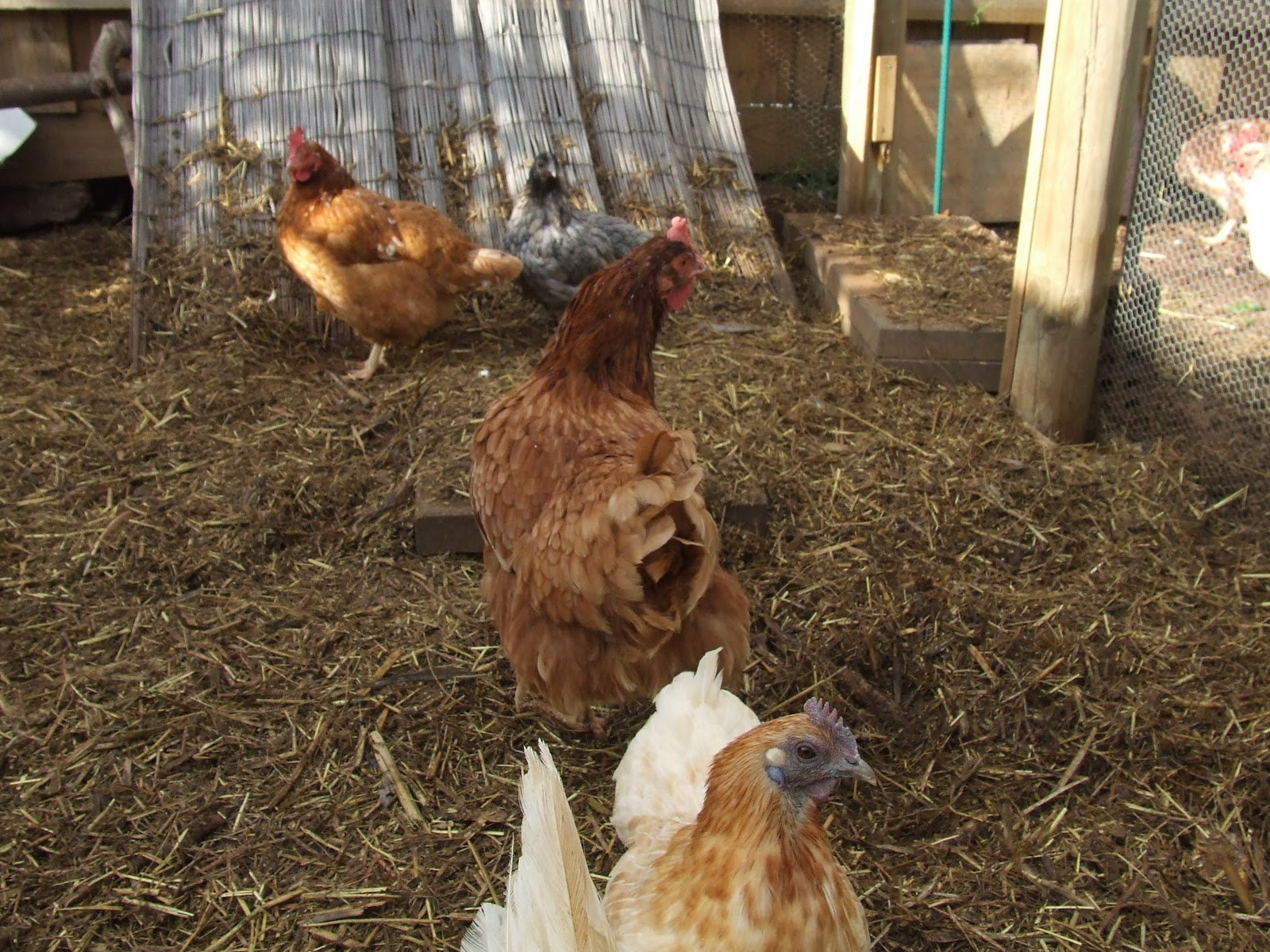 Animal Husbandry Food