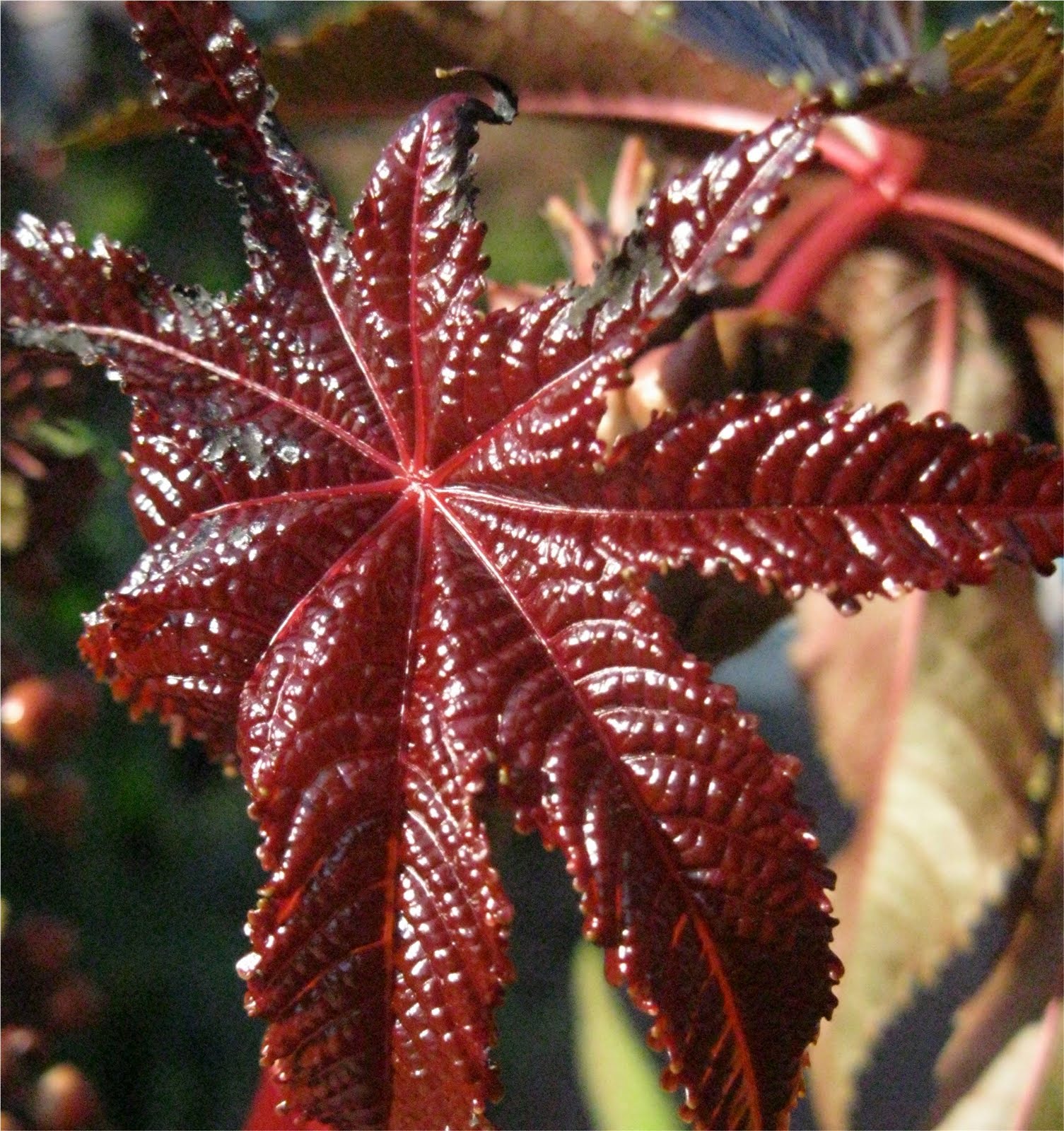 1003 Gardens Red Castor Bean, Ricinus communis