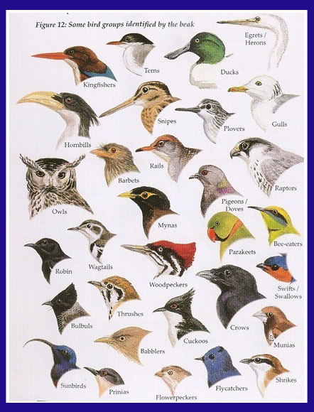 FOREST BIRD: The Bird-... Different Kinds Of Birds