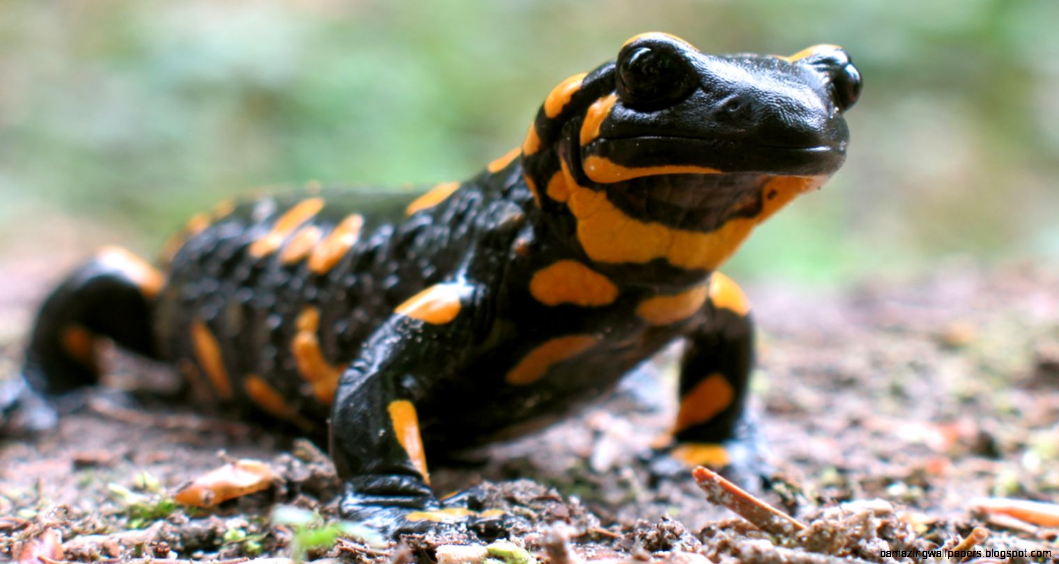 Spotted Salamander Spotted Salamander