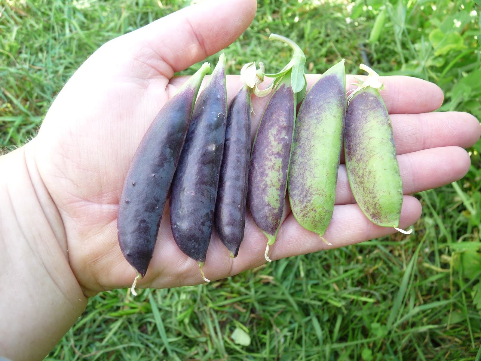 Seasonal Ontario Food: Sugar Magnolia Snap Peas