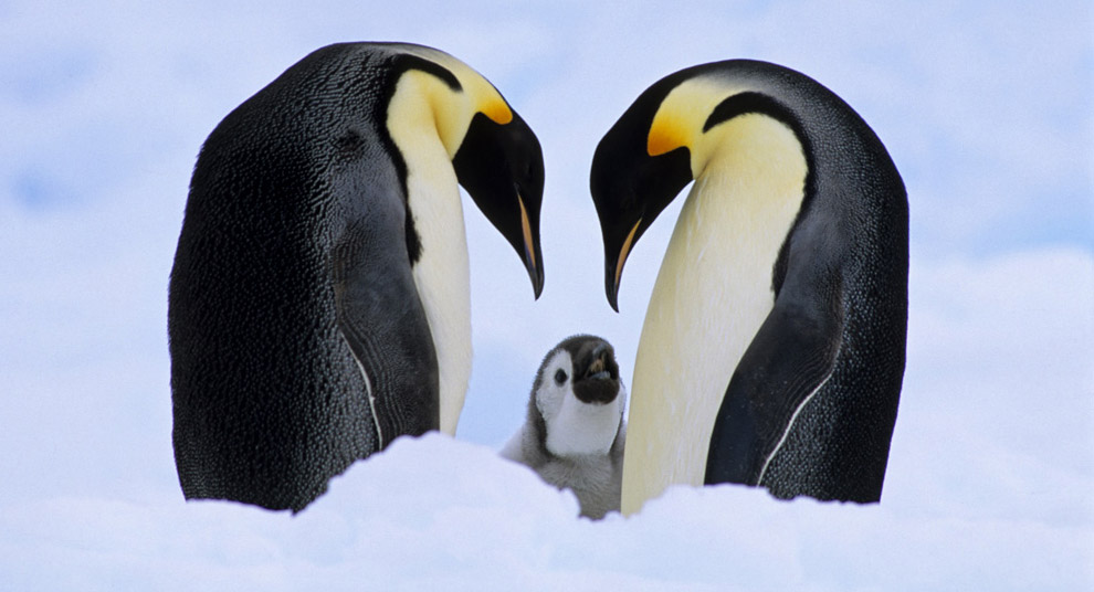 Emperor penguin comprehension image