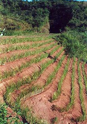 RUMPUT VETIVER / AKAR WANGI UNTUK TANAH TEBING PENCEGAH LONGSOR