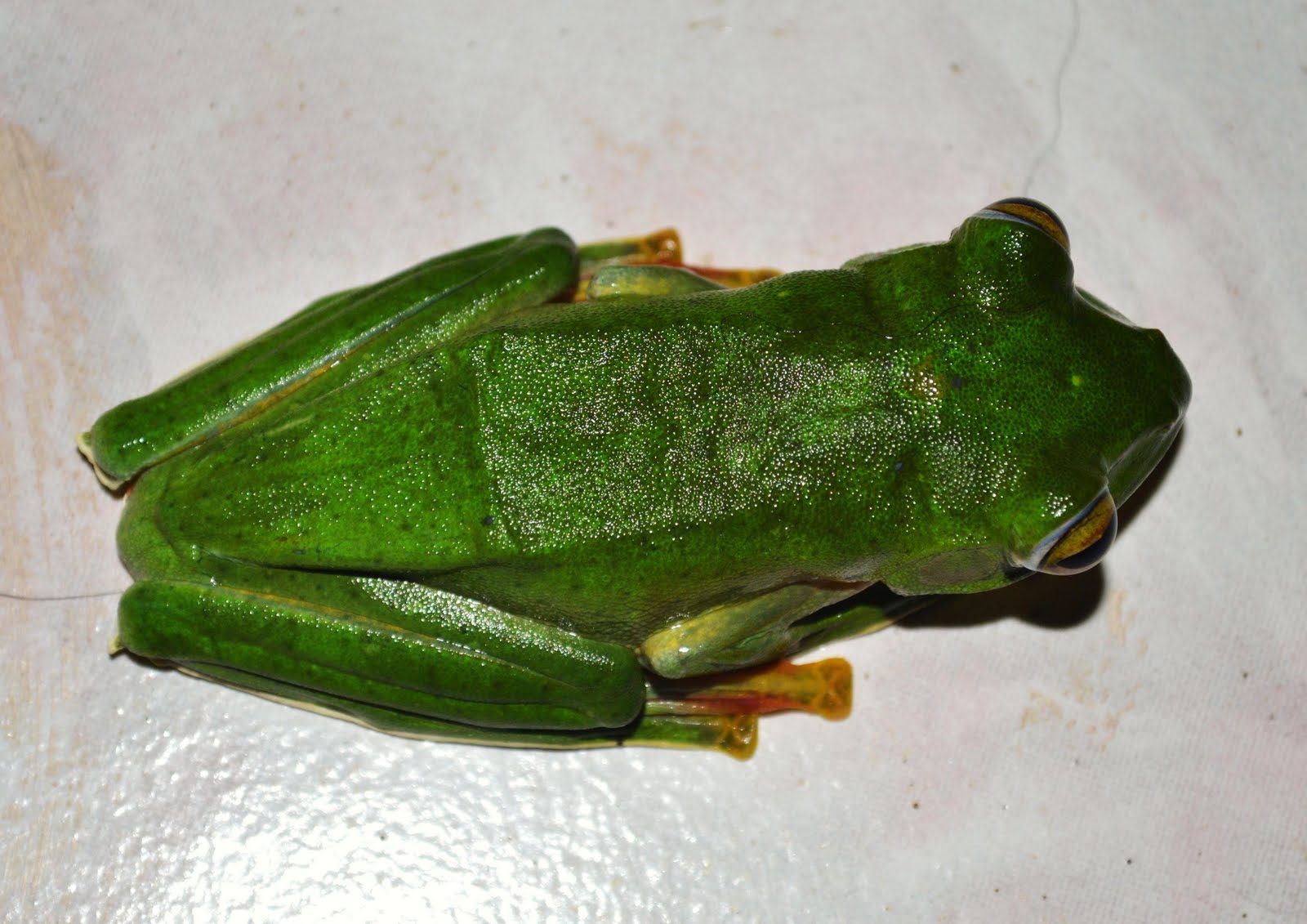 Photography & Me: Green Tree Frog