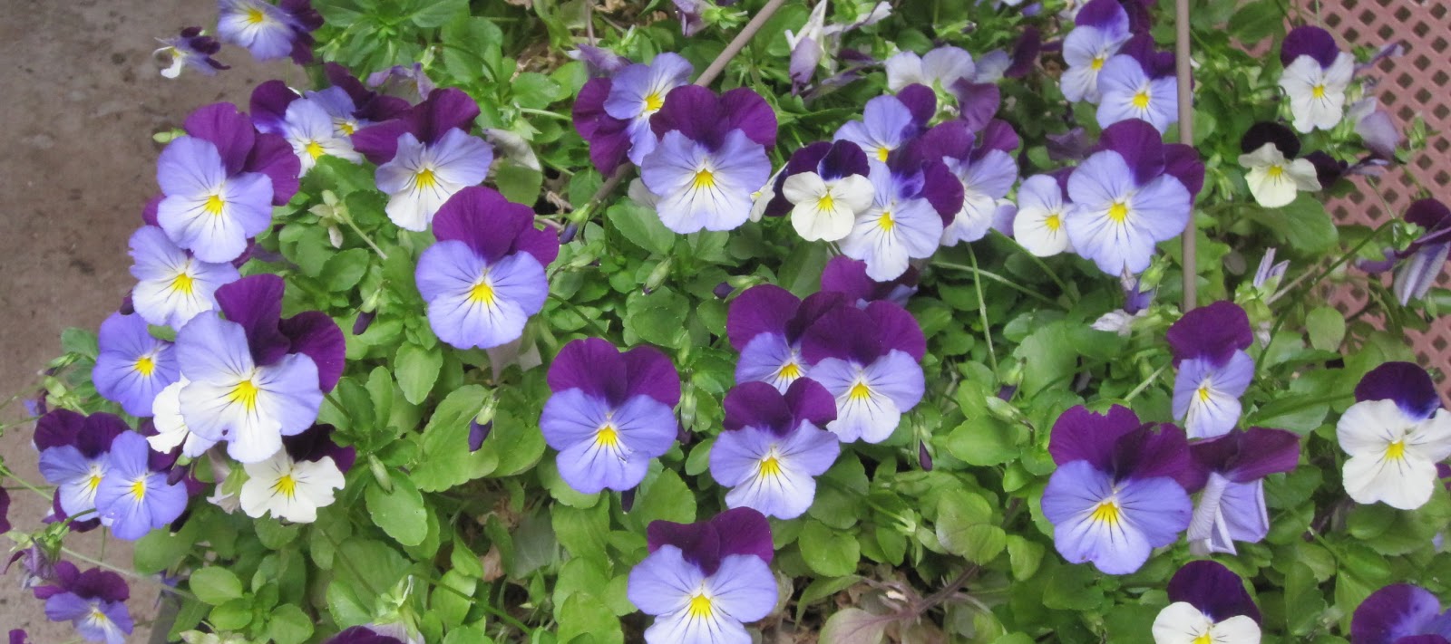 MzTeachuh Summer Activity Beauty Tastes Good (Violas)