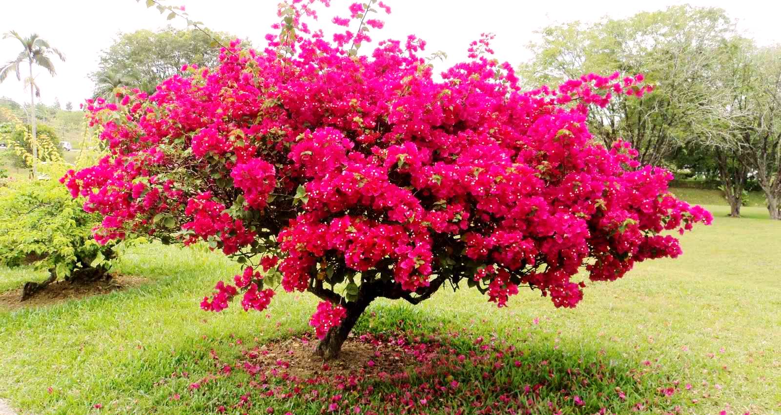 el viajero paper flowers bougainvillea in bloom bougainvillea paper flower