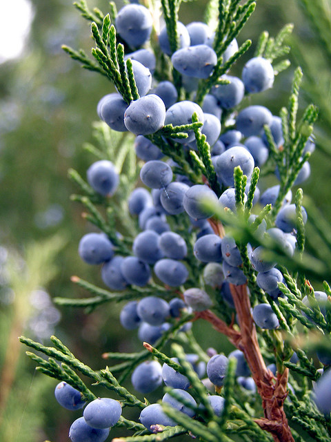 Juniper Plant