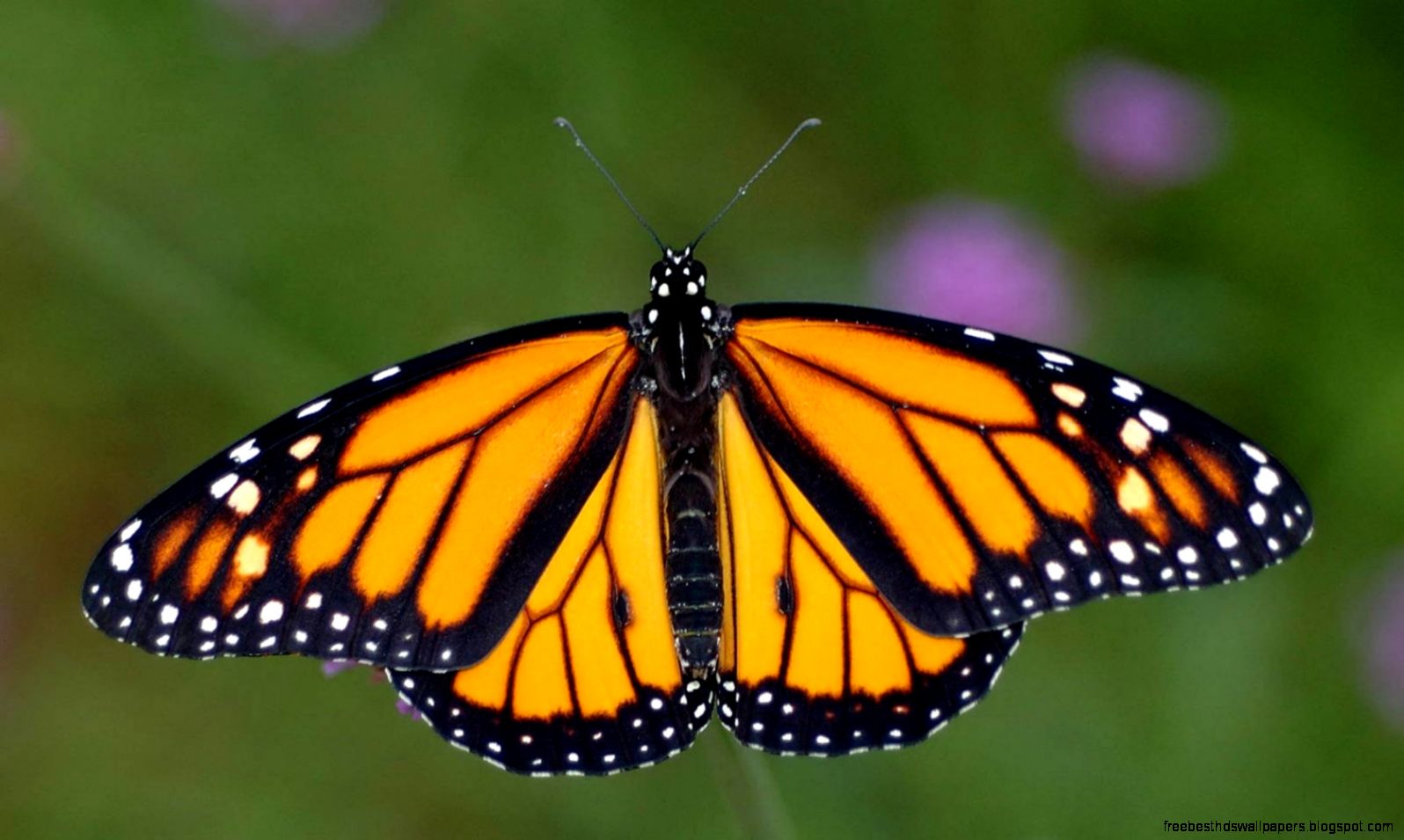 8589130454172 monarch butterfly wallpaper hd 8589130454172 monarch butterfly wallpaper hd