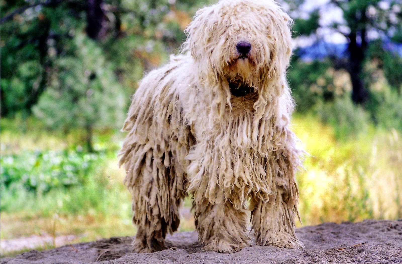 Komondor Dogs