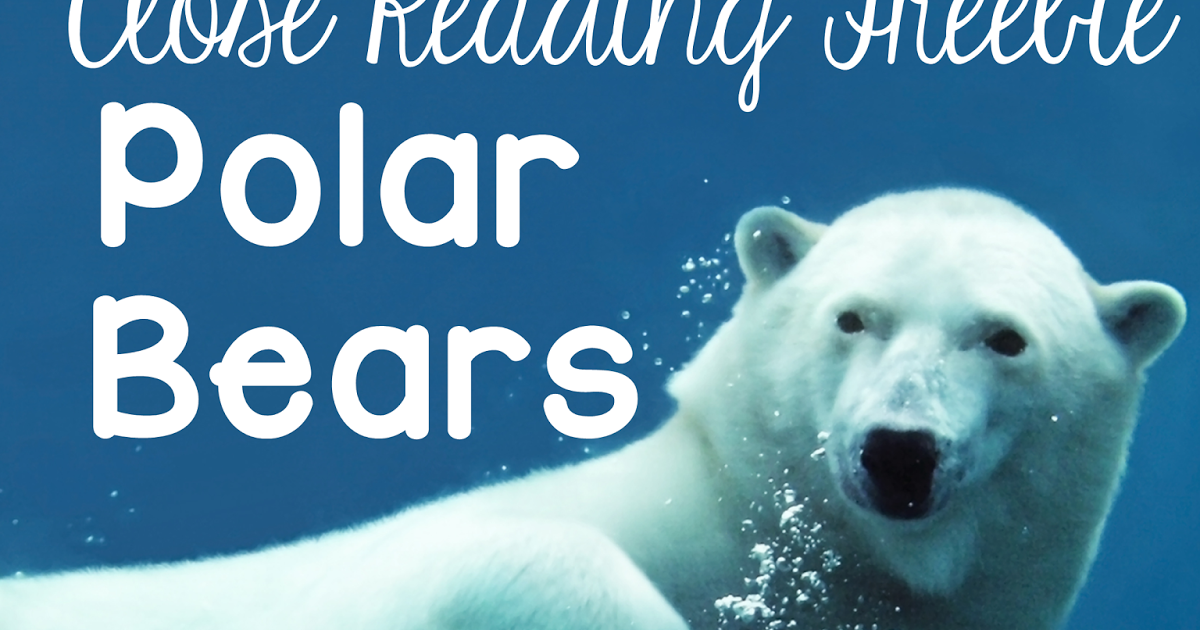 Homework about polar bear image