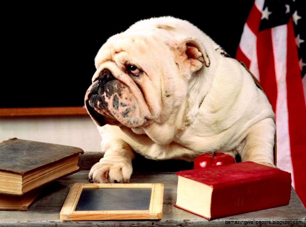 English Bulldog Wallpapers 2   Funny Pictures English Bulldog Wallpapers 2   Funny Pictures