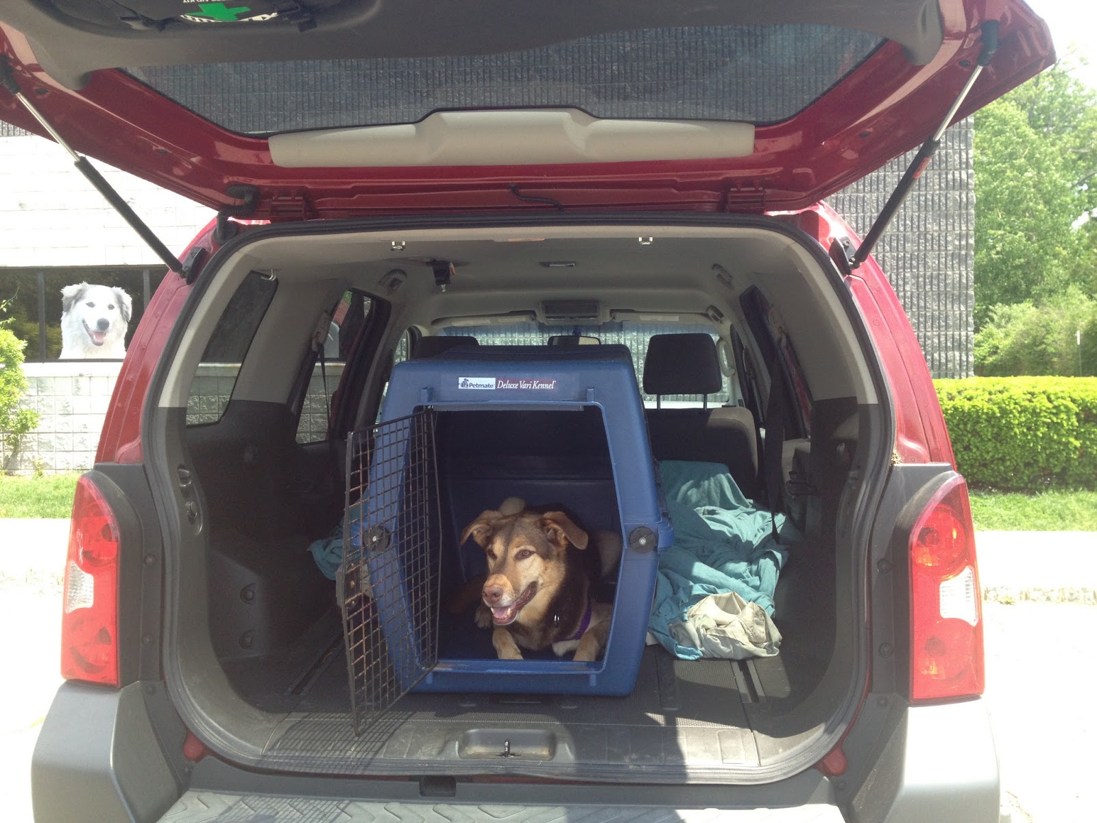 A Dog's Life Road Trip Helping Your Anxious Dog in the Car