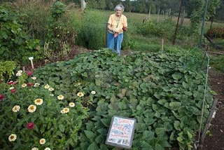 Sweet Potatoes Garden Sweet Potatoes Garden