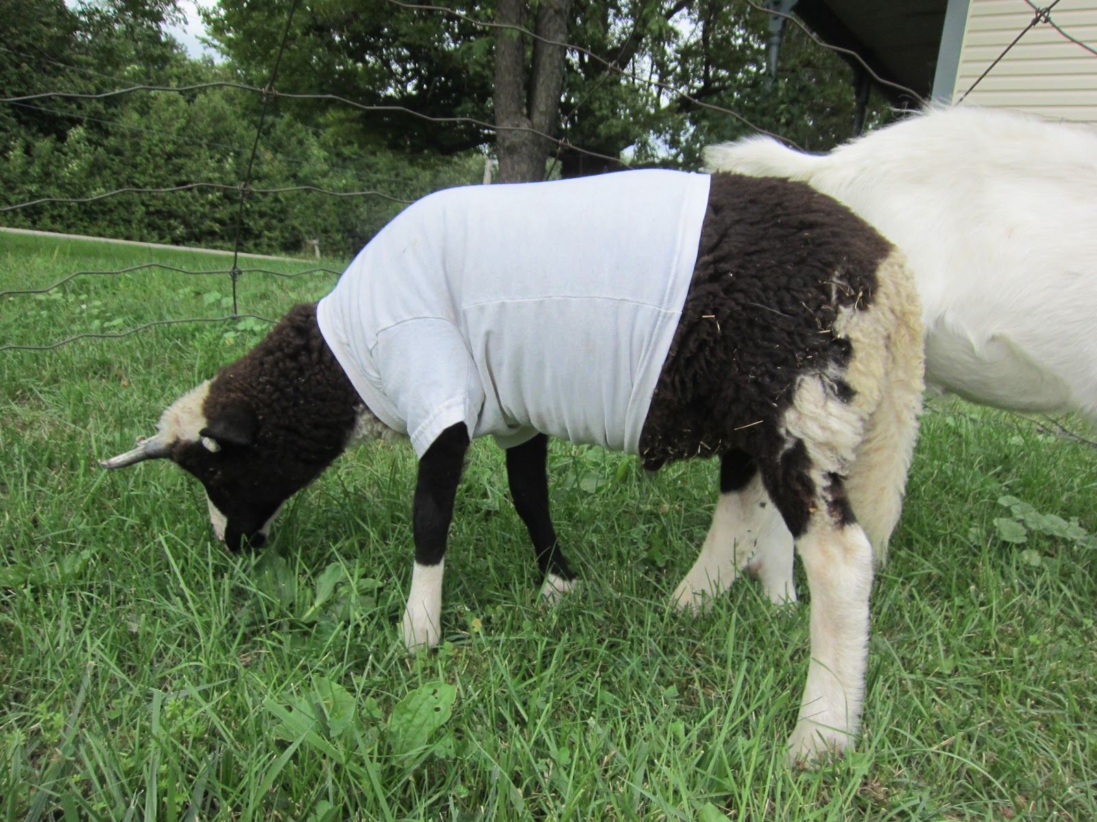 Goat Balls Near Me at Tommy Mendoza blog